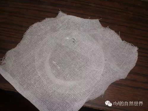 爬寵食品 果蠅飼養(yǎng)喂食容器及培養(yǎng)基自制方法